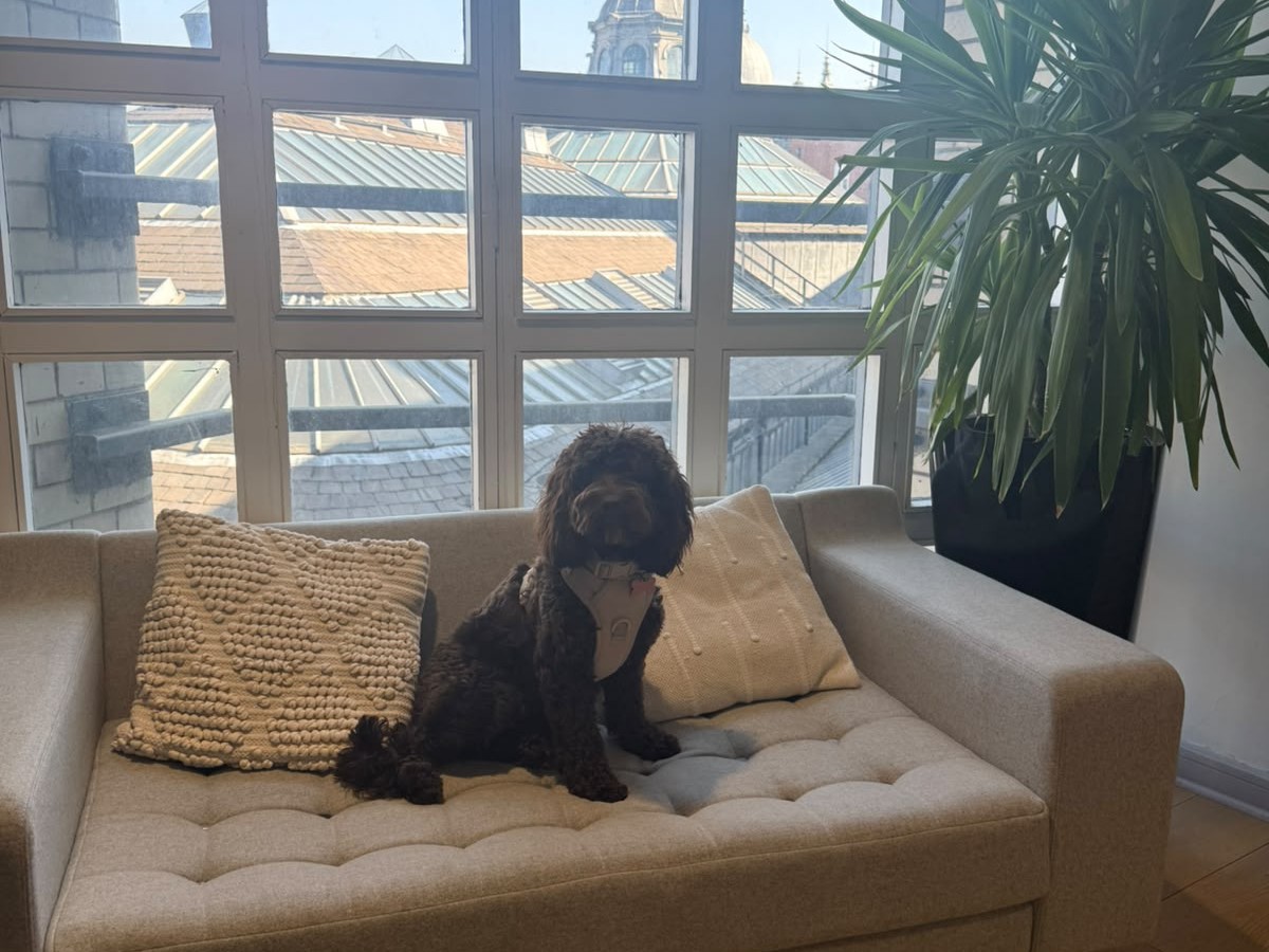 goje's mascot, the office dog